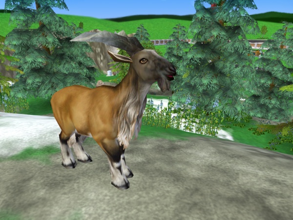 Markhor